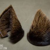 Kitty Ears Noxhyde 001 Kitty Ears Noxhyde 001