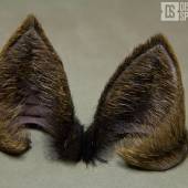 Kitty Ears Noxhyde 002 Kitty Ears Noxhyde 002